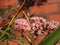 hoverfly on a pink sedum in the autumn garden