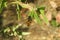 Hoverfly on plant in the garden