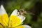 Hoverfly on a Poached Egg Plant flower