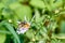 Hoverfly pollinating an aster perennial flower in summer evening