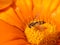 Hoverfly pollinating a gazania flower