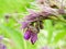 Hoverfly on a purple comfrey flower on a green bokeh background. Symphytum officinale