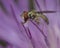 Hoverfly on purple flower