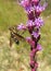 Hoverfly on purple Liatris flowers, closeup