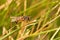 Hoverfly Resting on Grass