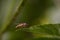 Hoverfly Resting On On Leaf.