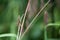 Hoverfly Resting Open Winged On Grass Stem