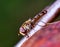Hoverfly, scientifically Syrphidae, on an old rotten red apple on apple tree