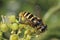 Hoverfly - Sericomyia silentis