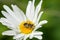 Hoverfly sits on a camomile