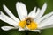 Hoverfly sits on a camomile