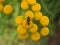 Hoverfly sits on tansy flowers