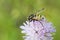 Hoverfly sitting on flower Knautia arvensis