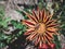 Hoverfly sitting on gazania or african daisy flower