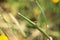 Hoverfly sitting on a grass