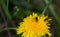 Hoverfly sphaerophoria interrupta On Dandelion, With Male Oedemera Nobilis Beetle