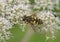 Hoverfly or Sunfly - Helophilus pendulus