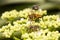 Hoverfly, Syrphidae, Aarey milk colony Mumbai , India