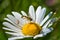 Hoverfly syrphidae on daisy leucanthemum blossom in mountain meadow in spring season