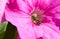 Hoverfly, Syrphidae, flowerfly on petunia pink flower macro