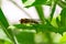 Hoverfly syrphidae on leaf in summer season