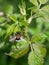 Hoverfly Volucella bombylans var. plumata on blackberyy bush. Bee mimic.