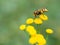 Hoverfly (Volucella inanis)