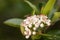 Hoverfly on white aronia