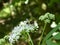 Hoverfly on the white blossom of a dwarf elder bush