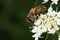 Hoverfly on white flower