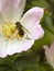 Hoverfly on wild dog rose