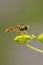 Hoverfly on Wild Parsnip