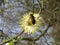 Hoverfly on Willow Blossom