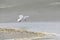 Hovering black headed gull above the beach