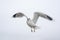 Hovering gull motion blurred wings