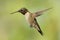 Hovering Hummingbird 1