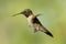 Hovering Hummingbird 2