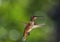 Hovering Hummingbird