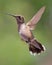 Hovering Hummingbird