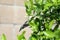 Hovering hummingbird  collecting nectar from flowers