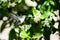 Hovering hummingbird  collecting nectar from flowers