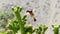 Hovering hummingbird feeding on cactus flower