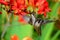 Hovering hummingbird feeding on crocosmia