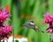 Hovering hummingbird feeding at monarda