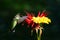 Hovering hummingbird at flowers
