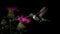 Hovering hummingbird pollinates single flower in mid air generated by AI