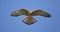 Hovering Lesser Kestrel