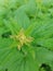 How beautiful are the prickly nettles in the summer forest.