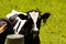 how dairy... holstein black and white cow