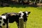 how dairy, milk and dairy cows Black and white, holstein